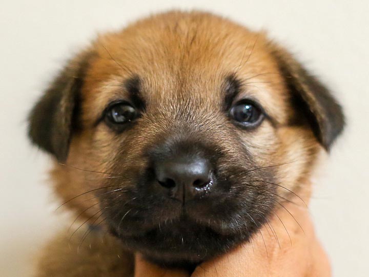 chinook puppy